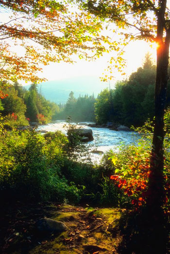 river_trees