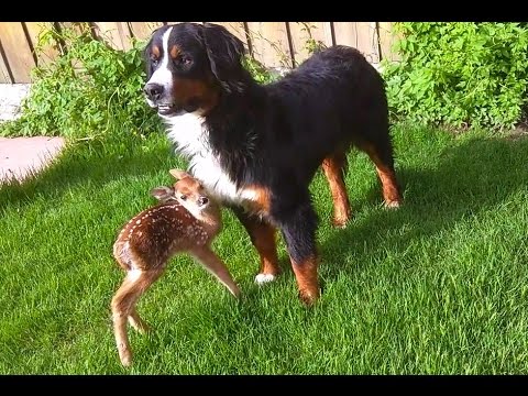 Baby Deer Rescue And Release Nethugs