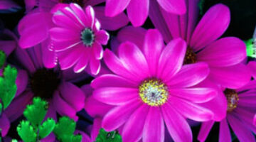 flowers_purple