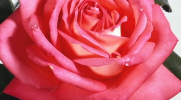 rose_red_2