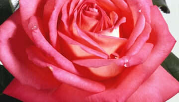 rose_red_2