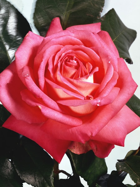 Love is Like a Rose