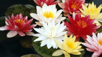 water_lilies_2