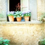window-flowers