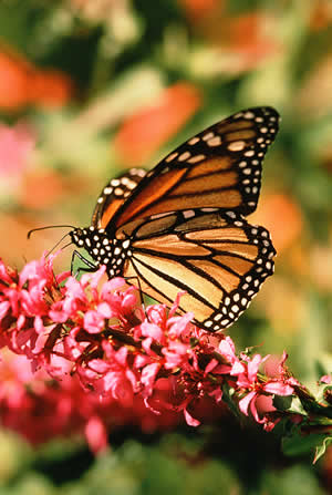 butterfly_flowers_3