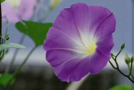 flower_purple_2