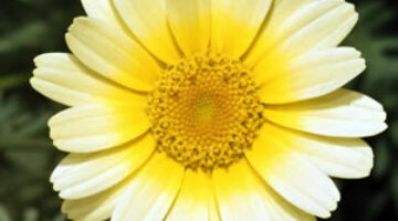 flower_yellow
