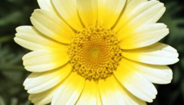 flower_yellow