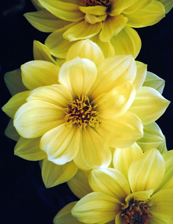 flowers_yellow
