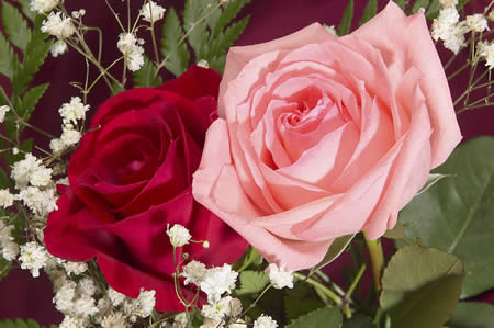 roses_red_pink
