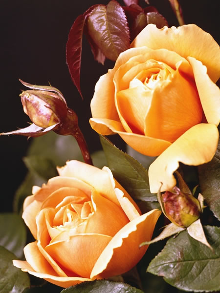 roses_yellow