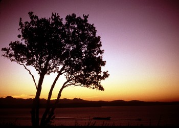 tree_sunset