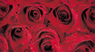 bg_roses_4