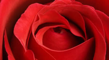 red_rose_closeup