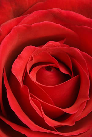 red_rose_closeup