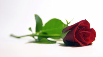 rose_2