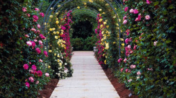 roses_arch