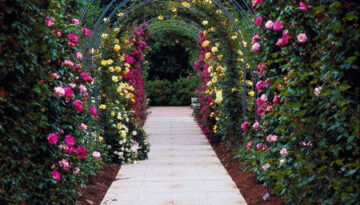 roses_arch