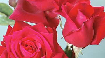 roses_red_2