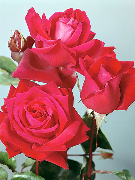 roses_red_2