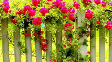 flowers_fence