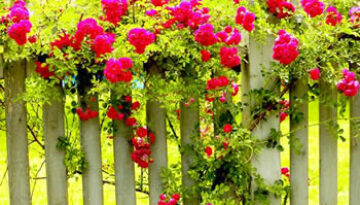 flowers_fence