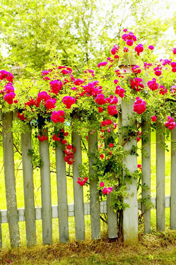flowers_fence