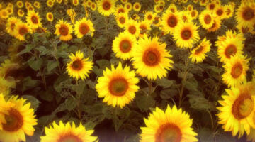 sunflowers