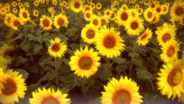 sunflowers