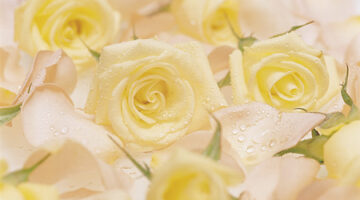 yellow_roses (1)