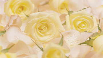 yellow_roses (1)