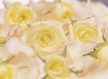 yellow_roses (1)