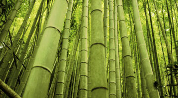 bamboo