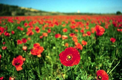 poppyfield3