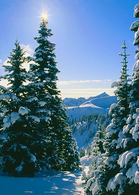 evergreen_snow