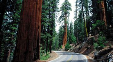 enormous_sequoia_trees_are_hard_to_miss_640_01