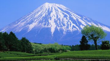 Green Tea Field and Mount Fuji