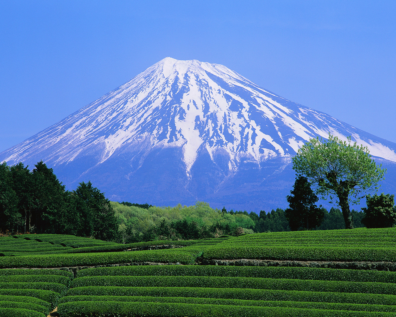 Green Tea Field and Mount Fuji