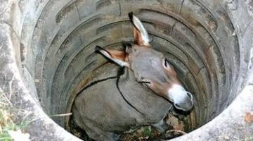 mule-in-well