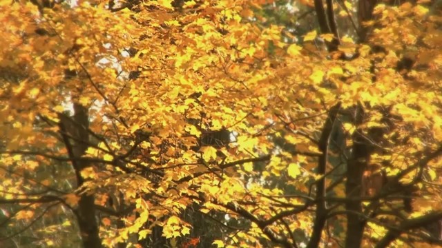 the-beauty-of-autumn thumbnail