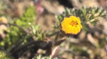 Spring’s First Flowers