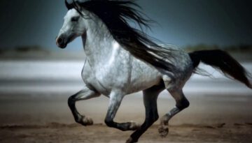 Amazing Galloping Horses