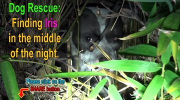 An Unexpected Surprise Dog Rescue