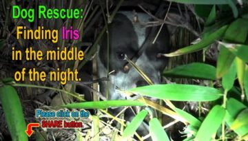 An Unexpected Surprise Dog Rescue