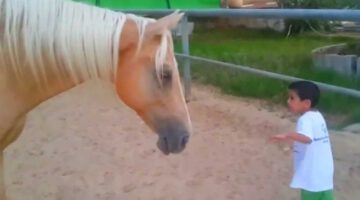 Boy with Williams Syndrome Creates Nonverbal Communication with a Horse