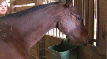 Girl Saves Horse