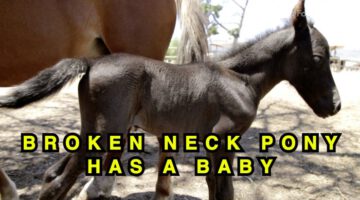 Pony with Broken Neck Has a Baby