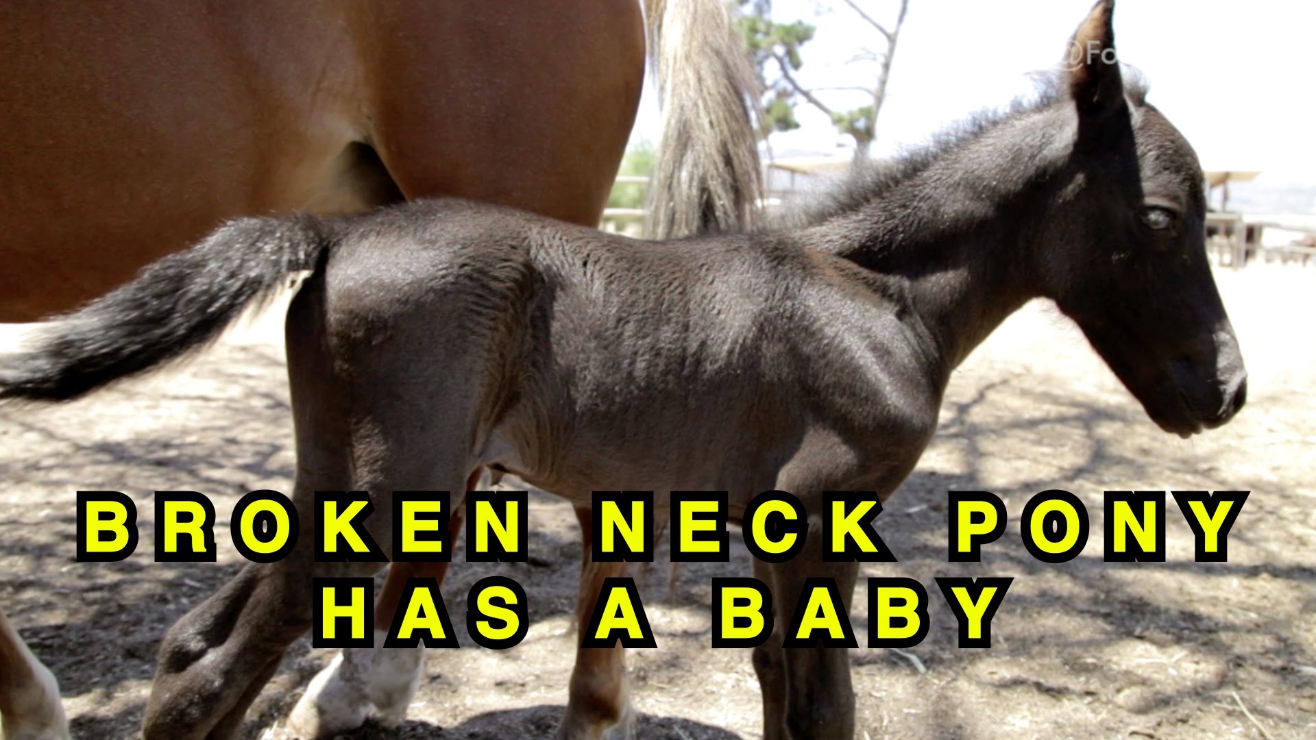 Pony with Broken Neck Has a Baby