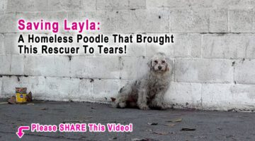 Brought to Tears by a Homeless Poodle