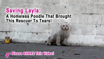 Brought to Tears by a Homeless Poodle